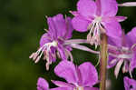 Fireweed